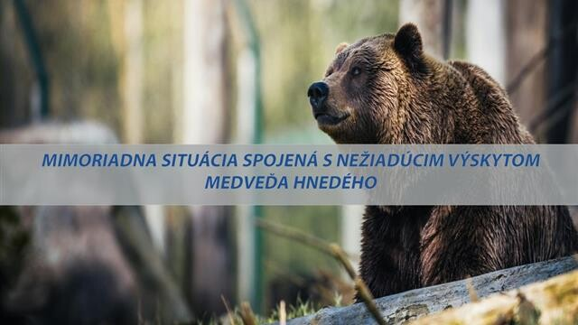 Fotka - Vyhlásenie mimoriadnej situácie spôsobenej nežiaducim výskytom medveďa hnedého